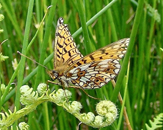 small pearl-bordered fritillary